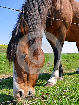 Horse grazing green grass, close up