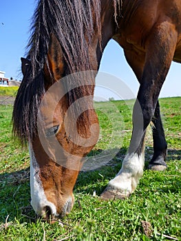 Horse grazing green grass, close up
