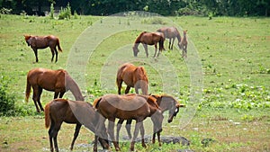 Horse grazing on green meadow near forest on sunny day. Herd horses grazing on pasture. Farm animals graze on green