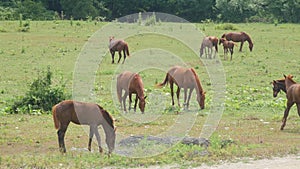 Horse grazing on green meadow near forest on sunny day. Herd horses grazing on pasture. Farm animals graze on green