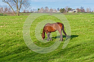 Horse grazing on green pastures of horse farm. Country landscape photo
