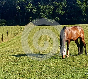 Horse Grazing In Hayfield with Hawk
