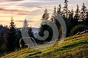 Horse grazing on hillside in forest at sunset