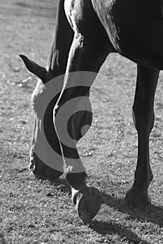 Horse grazing and hooves BW