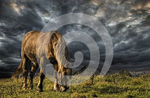 A horse grazing on a meadow