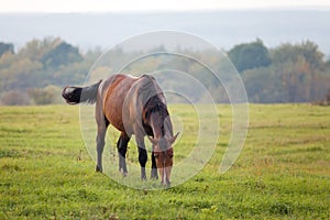 Horse grazing in a meadow