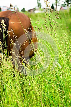 A horse grazing in a meadow.