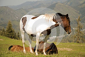 Horse grazing in the meadow