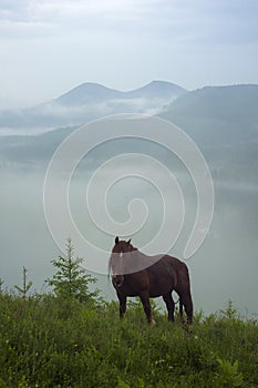 Horse grazing in a meadow Carpathian mountain valley in Ukraine. Brown horse grazing in early foggy morning.