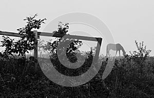 horse grazing on a meadow in a fog