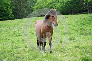 Horse grazing in a meadow