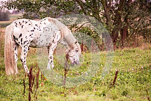 Horse grazing on meadow