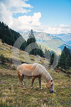 Horse Grazing on Meadows on the Slopes of The Alps