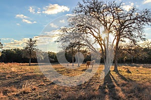 Horse Grazing in the Morning Sun of Texas