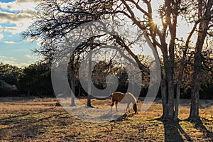 Horse Grazing in the Morning Sun of Texas