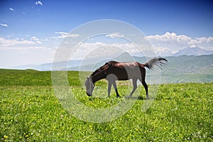 Horse grazing in mountains