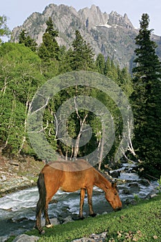 Horse grazing in the mountains