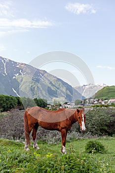 Horse grazing in mountains valley