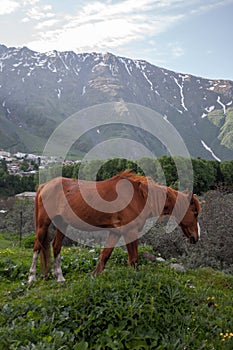 Horse grazing in mountains valley