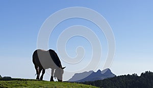 Horse grazing in the natural park of Aiako Harriak.