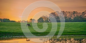 Horse grazing near a pond with reflexion