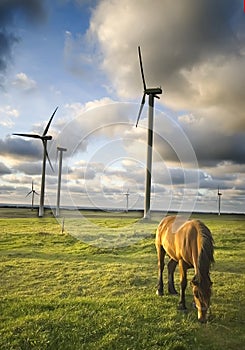 Horse grazing near windmills