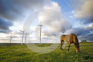 Horse grazing near windmills
