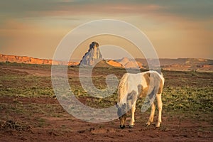 A horse grazing north of Kayenta, Arizona during sunset