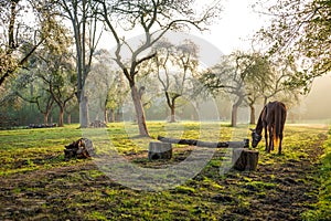 Horse grazing in a orchard