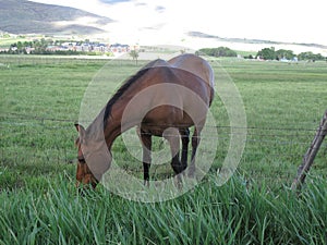 Horse grazing on the other side of the fence