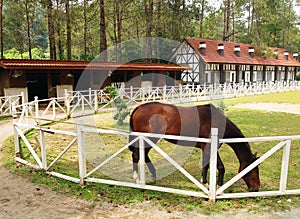 Horse grazing in outdoor paddock