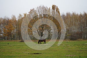 The horse is grazing in a paddock pasture. Stadtrandhof, Waltersdorfer Chaussee, 12529 Schoenefeld, Germany