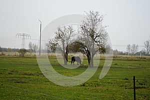 The horse is grazing in a paddock pasture. Stadtrandhof, Waltersdorfer Chaussee, 12529 Schoenefeld, Germany