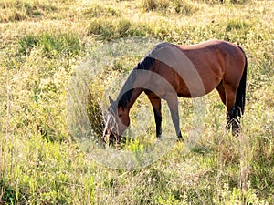 A horse grazing in a pasture