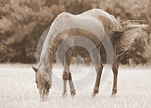 Horse grazing in pasture