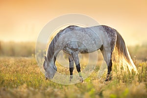 Horse grazing  on pasture