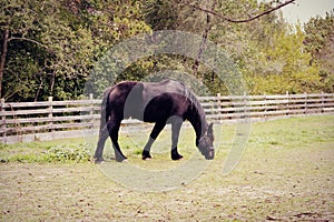 Horse Grazing in Pasture