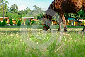 horse grazing on pasture. foal eating grass in field