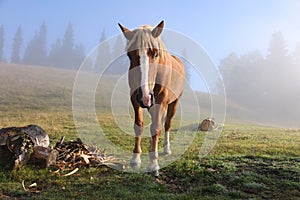 Horse grazing on pasture in misty morning. Lovely domesticated pet