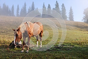 Horse grazing on pasture in misty morning. Lovely domesticated pet