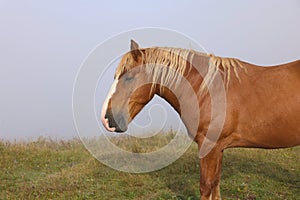 Horse grazing on pasture in misty morning. Lovely domesticated pet
