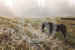 Horse grazing on pasture in misty morning. Lovely domesticated pet