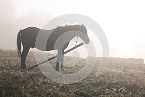 Horse grazing on pasture in misty morning. Lovely domesticated pet