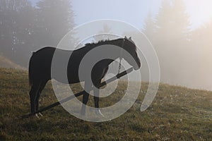 Horse grazing on pasture in misty morning. Lovely domesticated pet