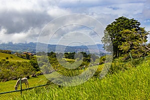 Horse grazing on pasture in the mountains forests Costa Rica