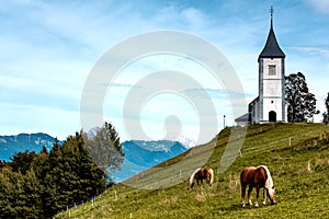 Horse Grazing at Picturesque  Church Of St Primoz.in Jamnik,Kamnik, Slovenia