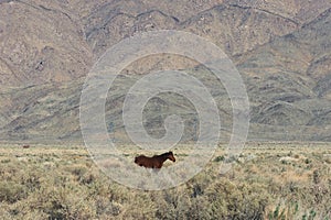 Horse grazing on ranchland in Owens Valley in California