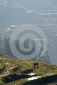 Horse grazing on rice fields
