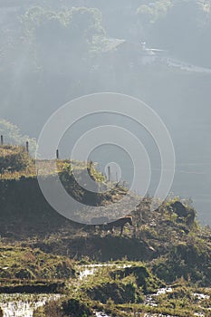 Horse grazing on rice fields