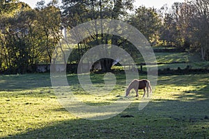 Horse grazing in a rural area Galicia Spain